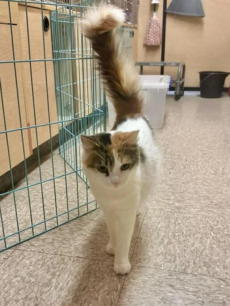 Turquoise thumbnail 3