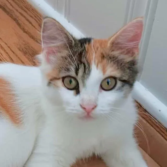 Turquoise thumbnail 4