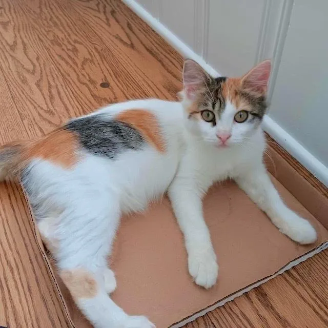 Turquoise thumbnail 5