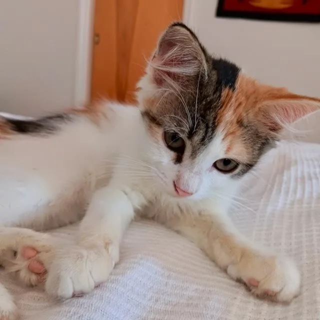 Turquoise thumbnail 6