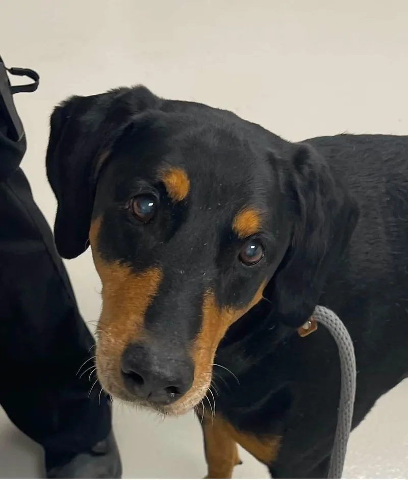 An adult large-sized male Hound dog named Max Coleman for adoption in Danville, IN