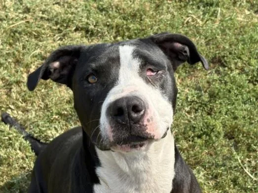 A young medium-sized female Pit Bull Terrier dog named Billie for adoption in Tulsa, OK