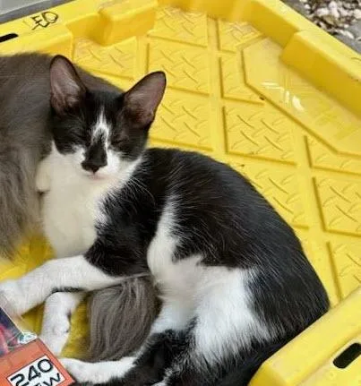 A baby medium-sized female Domestic Short Hair cat named Odette for adoption in Los Angeles, CA