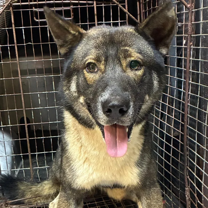 An adult medium-sized male Black Mixed Breed dog named DoorDash for adoption in Gadsden, AL