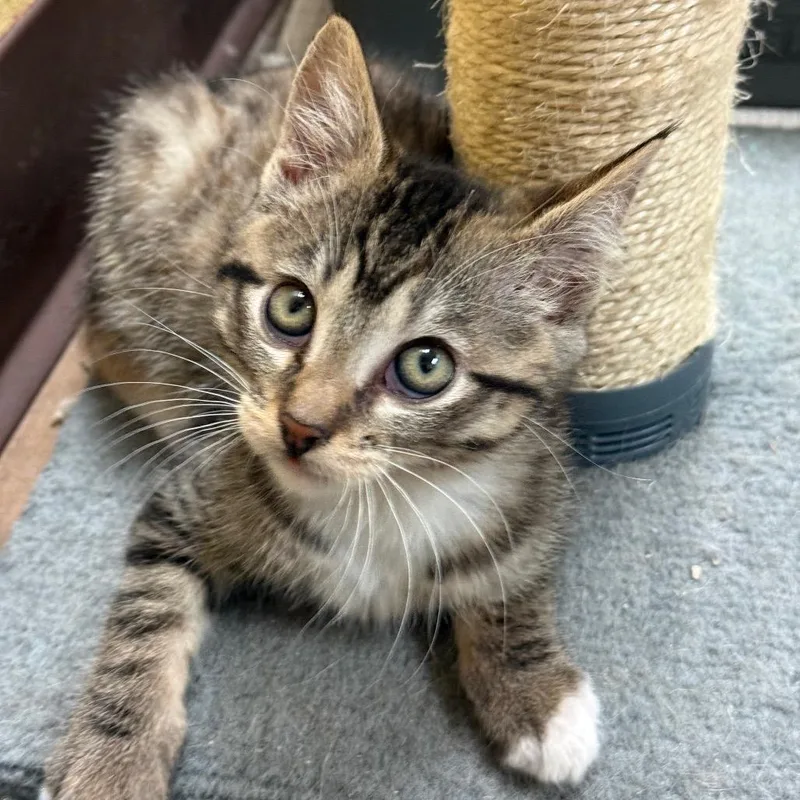 A baby small-sized female Black Domestic Short Hair cat named Tina w Munch for adoption in Flagstaff, AZ