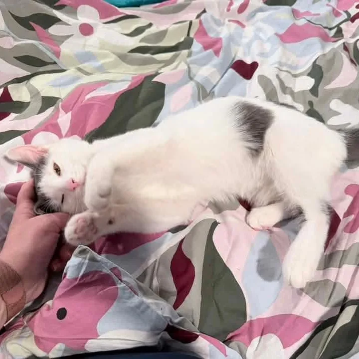 A baby medium-sized male White Domestic Short Hair cat named Dumbledore for adoption in Kentwood, MI