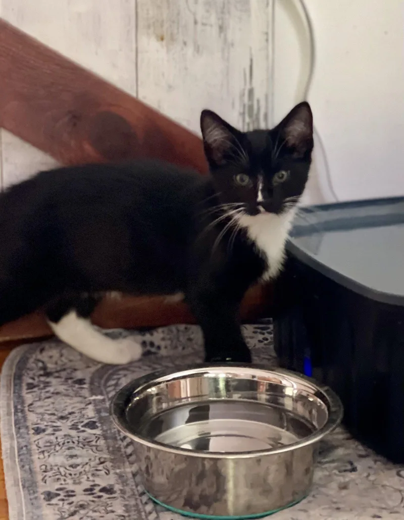An adult medium-sized male Domestic Short Hair cat named Plume for adoption in Flint Hill, VA