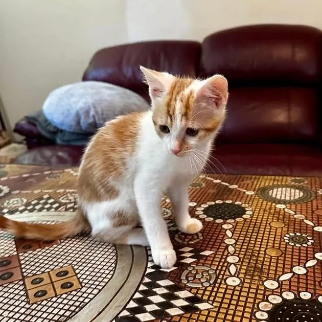 A baby medium-sized male Tabby (Orange / Red) Domestic Short Hair cat named Creamy for adoption in Greensboro, NC