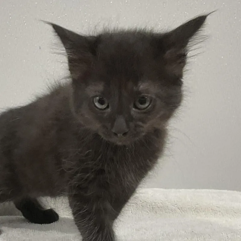 Marceline thumbnail 2