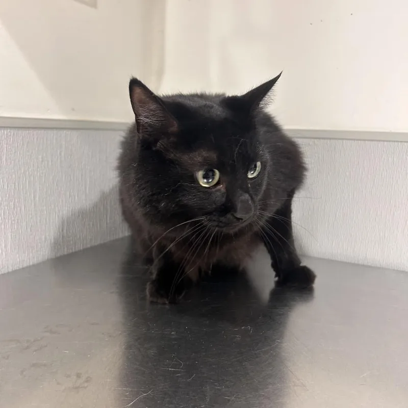 Marceline thumbnail 3