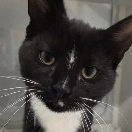 A baby medium-sized male Domestic Short Hair cat named Levi for adoption in Voorhees, NJ
