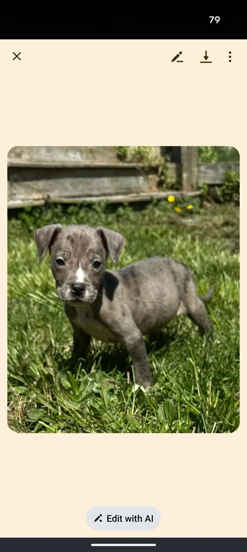A baby medium-sized male Gray / Blue / Silver Catahoula Leopard Dog dog named Puddles for adoption in Browns Mills, NJ