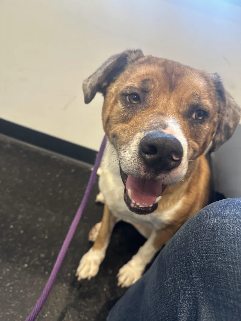 An adult large-sized male Australian Cattle Dog / Blue Heeler dog named Scooby for adoption in Indianapolis, IN
