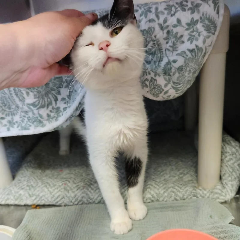 A young medium-sized female White Domestic Short Hair cat named Daisy for adoption in Grand Rapids, MI