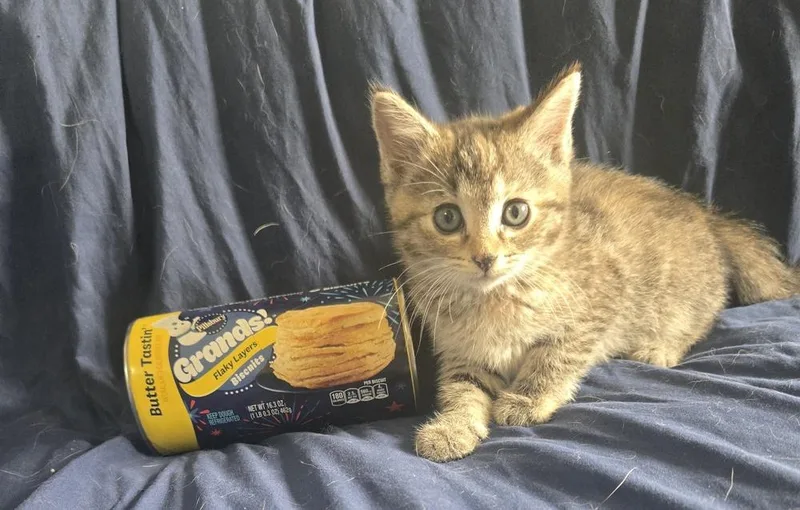 A baby small-sized female Gray / Blue / Silver Domestic Short Hair cat named Biscuit for adoption in Union Grove, WI