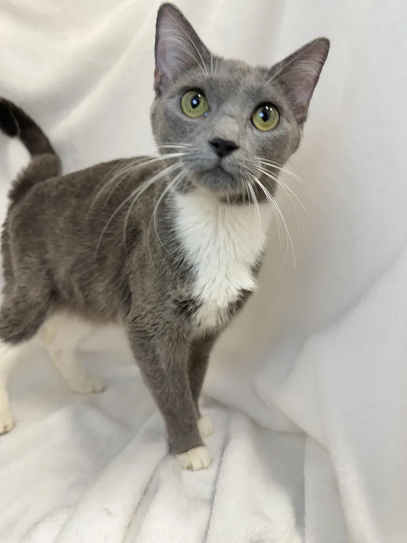 A young medium-sized female Gray & White Domestic Short Hair cat named Dove for adoption in Greensboro, NC