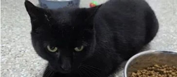 An adult medium-sized female Domestic Short Hair cat named Louise for adoption in Fairfax, VA
