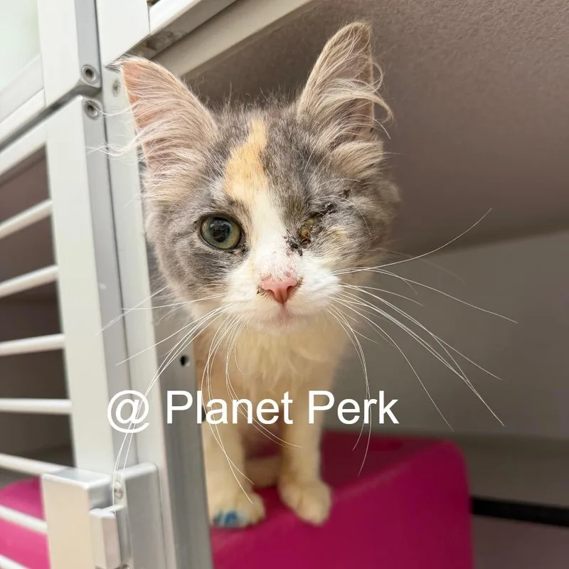 A young medium-sized female Calico Domestic Medium Hair cat named Paris  a real for adoption in Oshkosh, WI