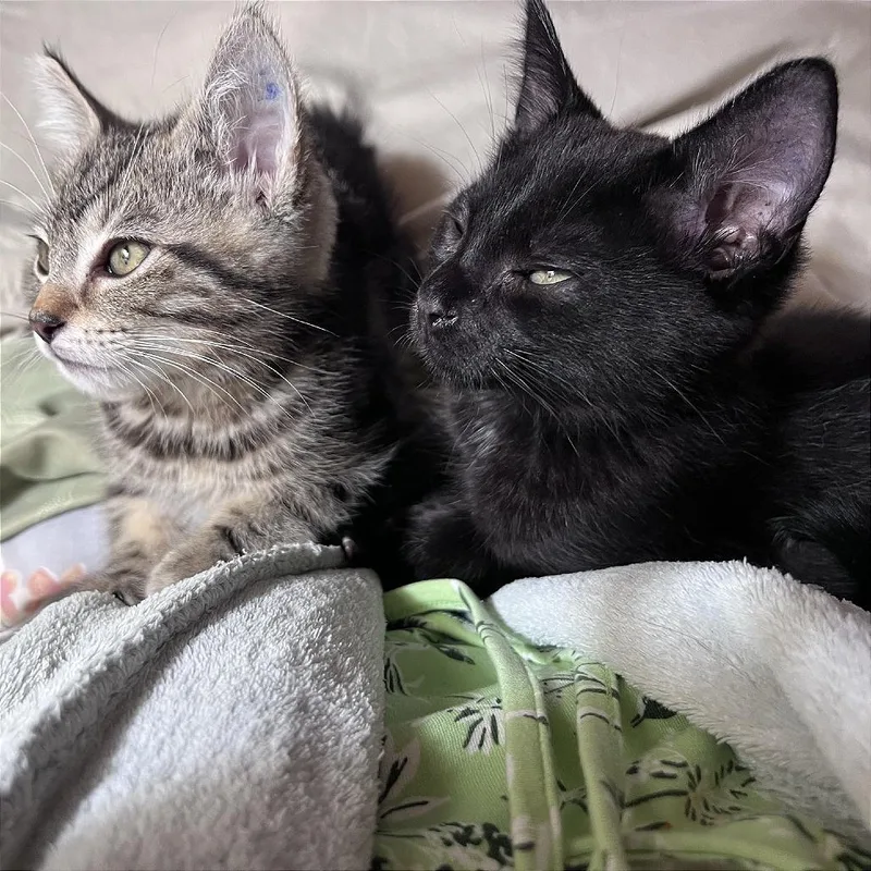 A baby small-sized male Black Domestic Short Hair cat named A Tipsy for adoption in Pleasant Hill, CA