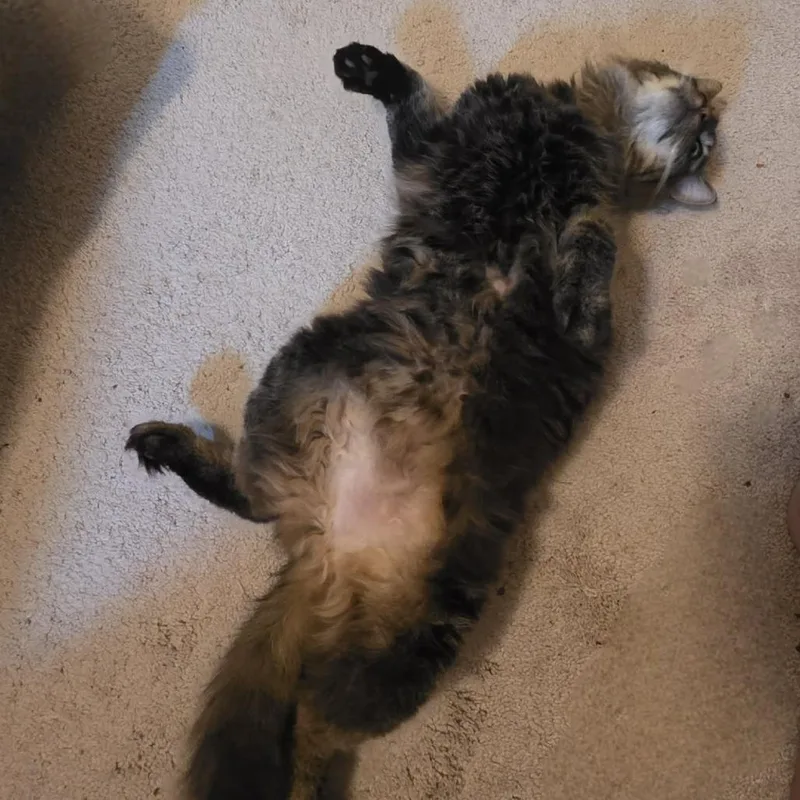 Dumpling thumbnail 2