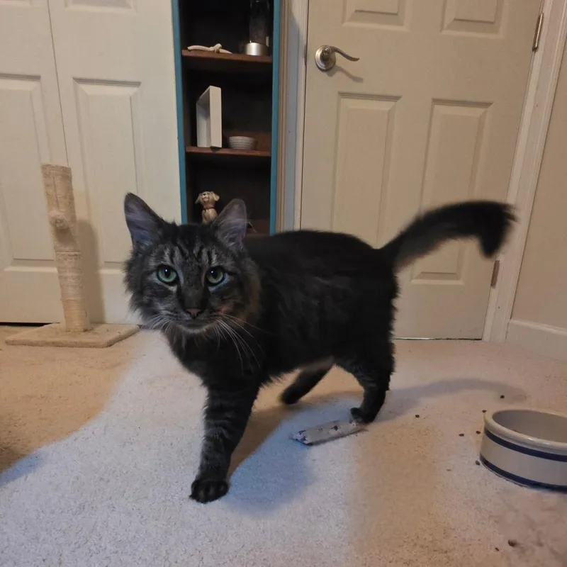 Dumpling thumbnail 5