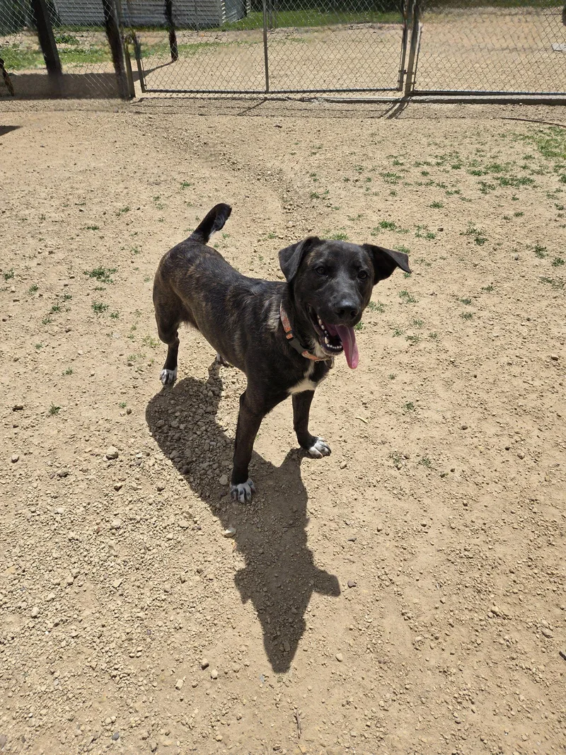 An adult medium-sized female Black Labrador Retriever dog named Lavender for adoption in Maquoketa, IA