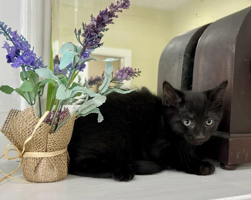 A baby small-sized male Black Domestic Short Hair cat named Silver for adoption in Lawrenceville, GA