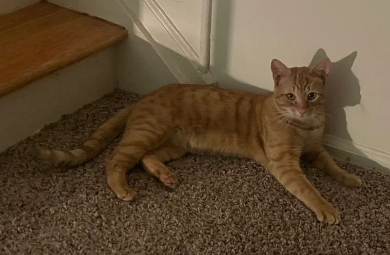 An adult medium-sized male Tabby (Orange / Red) Domestic Short Hair cat named Romeo for adoption in Nutley, NJ