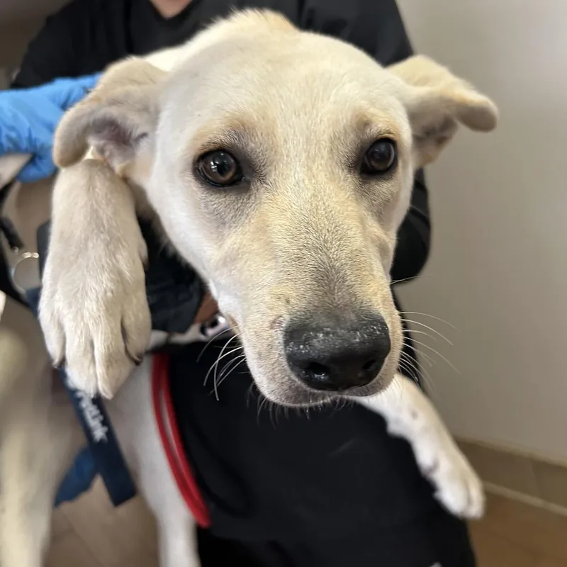 A young medium-sized female Yellow / Tan / Blond / Fawn Labrador Retriever dog named Ella Langley for adoption in Ojai, CA