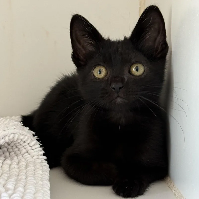 A baby small-sized male Domestic Short Hair cat named Marble for adoption in Oakland, CA