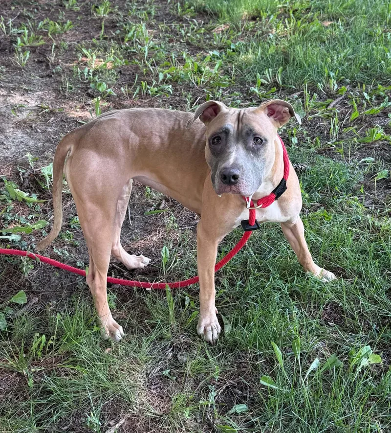 An adult medium-sized female Yellow / Tan / Blond / Fawn Pit Bull Terrier dog named Trixie for adoption in Springfield, IL