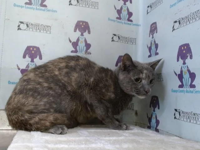 A young large-sized female Domestic Short Hair cat named Meeshu for adoption in Orlando, FL