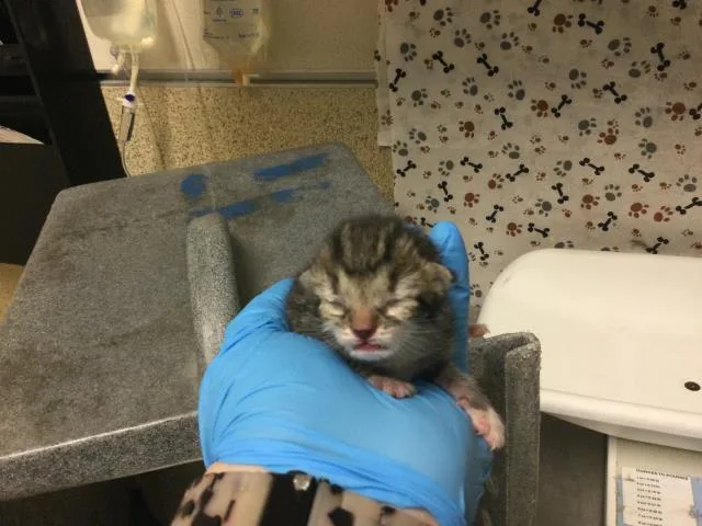 A baby small-sized female Domestic Short Hair cat named Scarlett for adoption in Riverside, CA