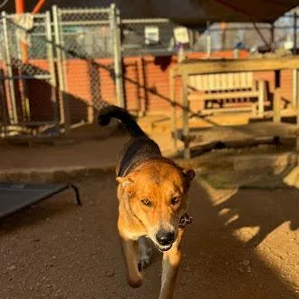 An adult medium-sized male Yellow / Tan / Blond / Fawn German Shepherd Dog dog named Lenny for adoption in Austin, TX