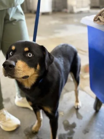 An adult medium-sized male Shepherd dog named Sumo for adoption in Riverside, CA