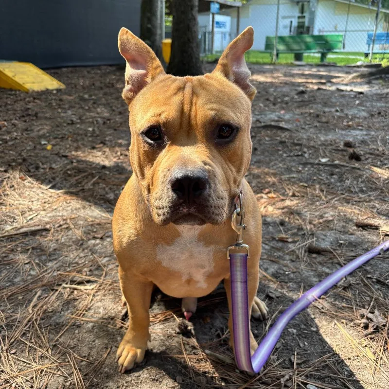 An adult medium-sized male Yellow / Tan / Blond / Fawn Mixed Breed dog named Scooby for adoption in Summerville, SC