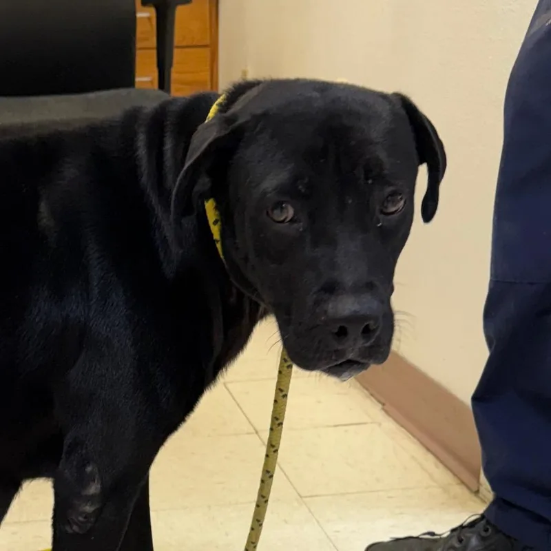 An adult medium-sized female Black Pit Bull Terrier dog named Priscilla for adoption in Jacksonville, AR