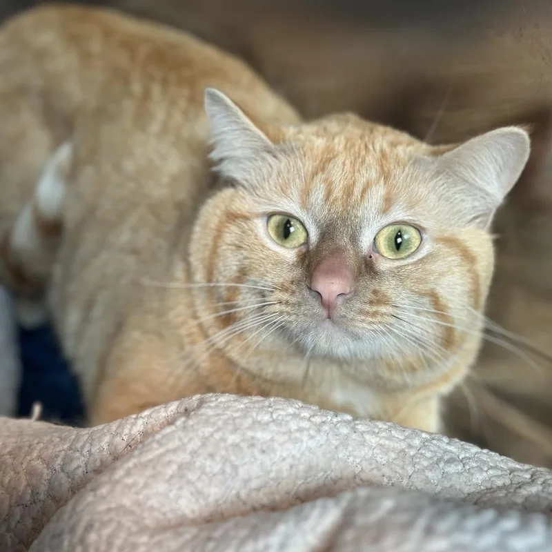 An adult medium-sized male Orange / Red Domestic Short Hair cat named Mega for adoption in Matteson, IL