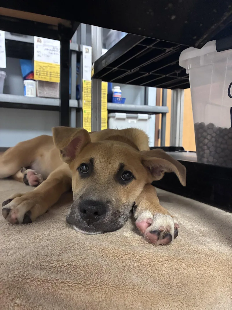 A baby medium-sized female Hound dog named Jessie for adoption in Springville, NY
