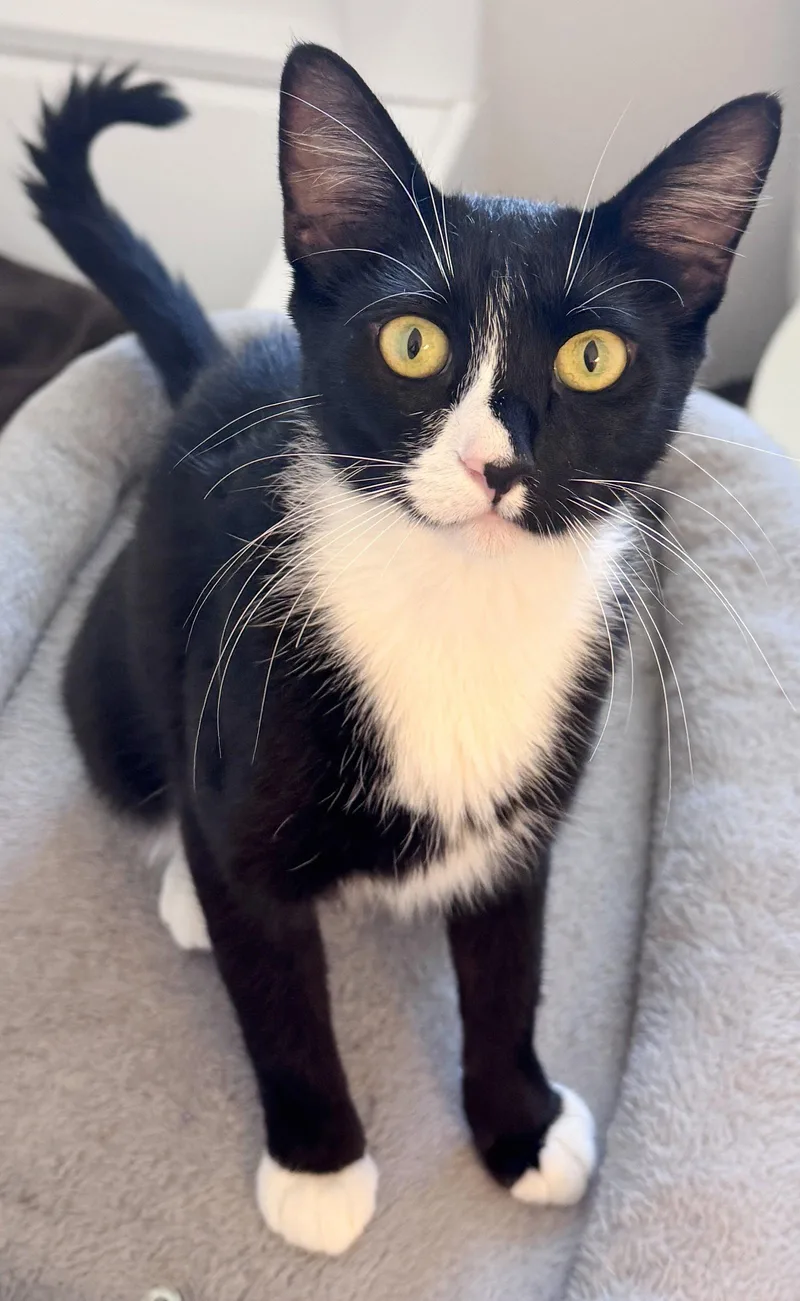 A young medium-sized female Tuxedo cat named Danae for adoption in San Luis Obispo, CA