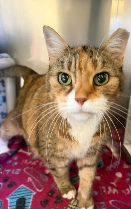 A senior large-sized female Domestic Short Hair cat named Pixie for adoption in Williamsport, PA
