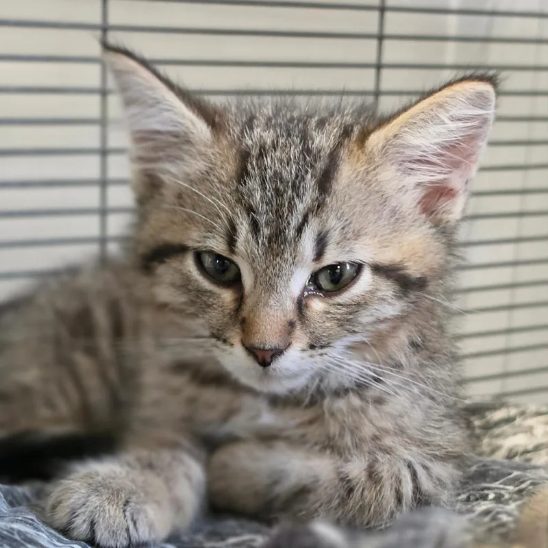 A baby small-sized male Brown / Chocolate Domestic Short Hair cat named Indiana for adoption in Muncie, IN