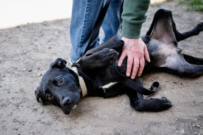A baby large-sized female Labrador Retriever dog named Scarlett for adoption in Frankfort, NY