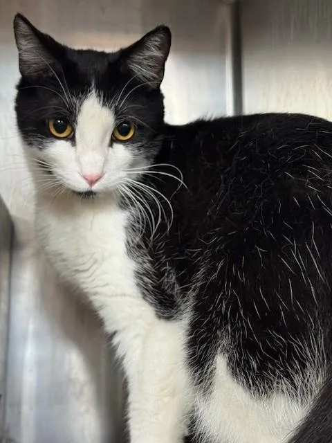 A young medium-sized male Domestic Short Hair cat named Choppa for adoption in Gardena, CA