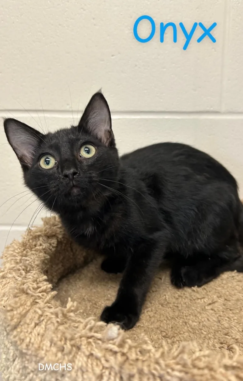 A baby small-sized male Black Domestic Short Hair cat named Onyx for adoption in Burlington, IA