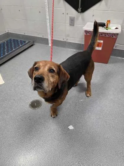 A senior large-sized male Basset Hound dog named Logan for adoption in Sevierville, TN