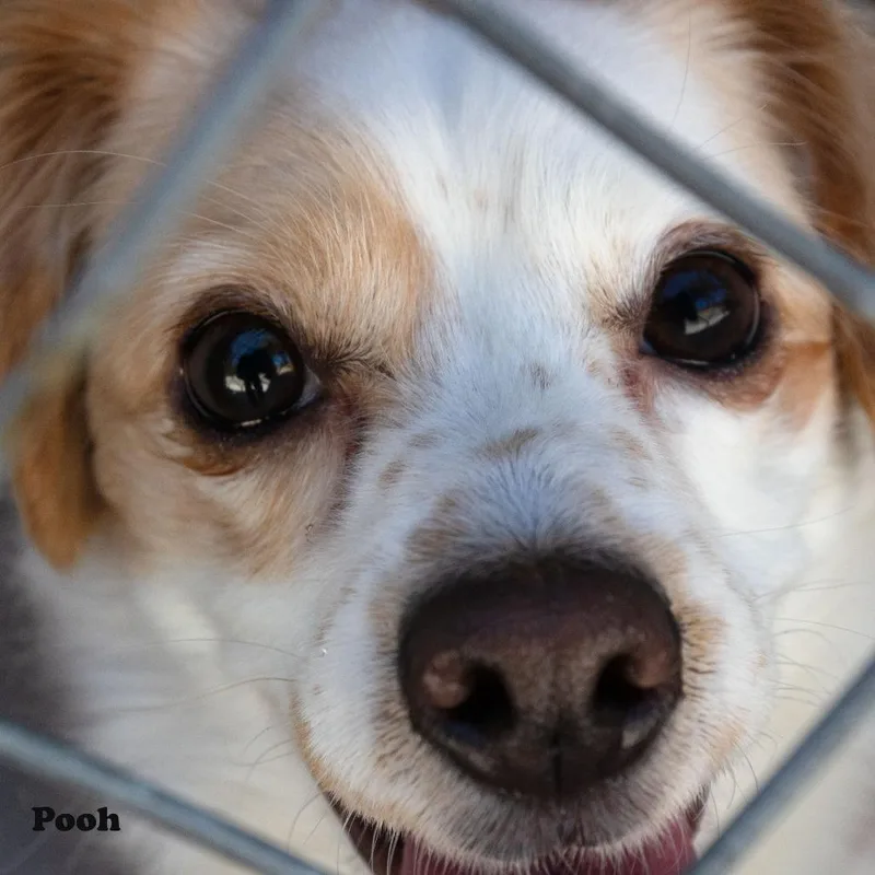 An adult small-sized male Chihuahua dog named Pooh for adoption in Yucaipa, CA
