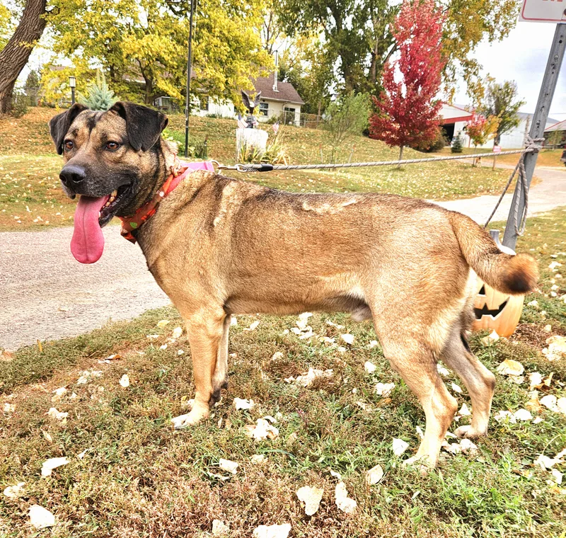 An adult medium-sized male Black German Shepherd Dog dog named Beanie for adoption in Walthill, NE