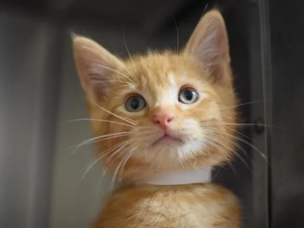A baby small-sized male Domestic Short Hair cat named Clifford for adoption in Portland, OR