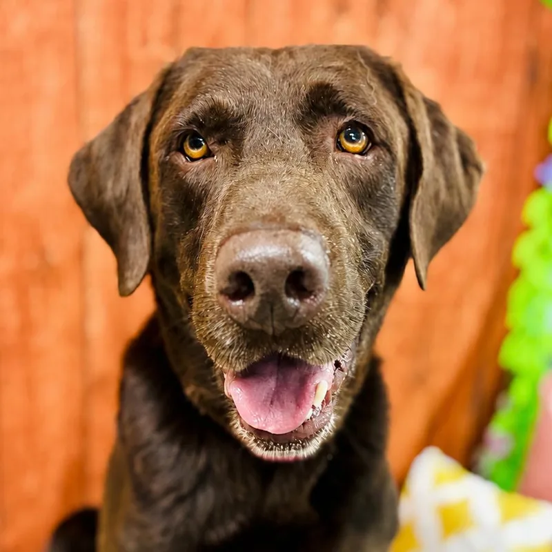 An adult large-sized male Brown / Chocolate Chocolate Labrador Retriever dog named Rusty for adoption in Lebanon, MO